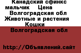 Канадский сфинкс мальчик  › Цена ­ 4 200 - Волгоградская обл. Животные и растения » Кошки   . Волгоградская обл.